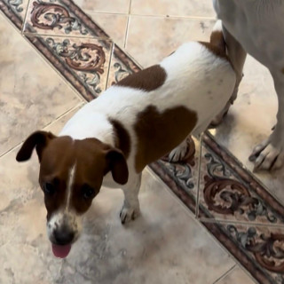 OHANNA | Raza Jack Russell Terrier | Perdida