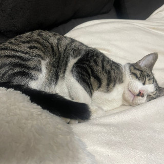 COCO | Raza Doméstico Americano de pelo corto | Perdido