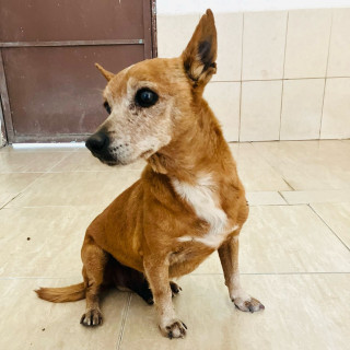 CHIQUILÍN | Raza Mestizo, cruza de Chihuahua | Final Feliz
