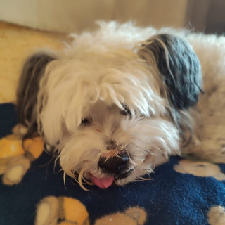 MANCHAS | Raza Mestizo, cruza de French Poodle | Final Feliz