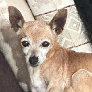 JAMMY | Raza Chihuahua | Final Feliz