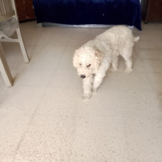 TOBY | Raza French Poodle o Caniche | Perdido