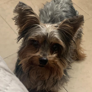 MACHITO | Raza Yorkshire Terrier (Yorkie) | Perdido