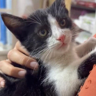 TIMOTEO | Raza Doméstico Américano de Pelo Corto | Perdido