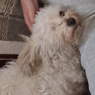 Foto de MAFALDA RAMONA