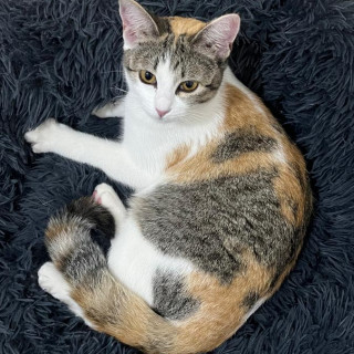 LANA | Raza Calicó de pelo corto | Perdida