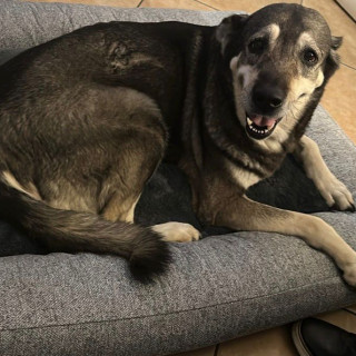 LÚA | Raza Mestiza, cruza de Labrador con Akita | Final Feliz