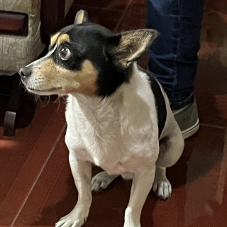 MAX | Raza Chihuahua | Perdido