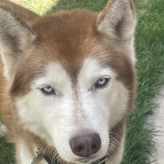 ZEUS | Raza Husky Siberiano | En Adopción