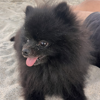 DORIAN | Raza Pomerania | Perdido