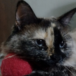 MILA | Raza Balinés Punto Calicó | Final Feliz