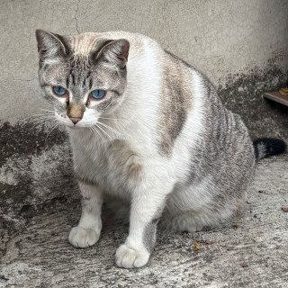 HERSHEY | Raza Aslan o Siamés Moderno Punto Tabby | Perdida