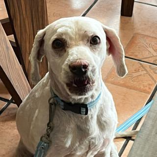  | Raza Mestizo, cruza de Schnauzer con Poodle, (Schnoodle) | Encontrado