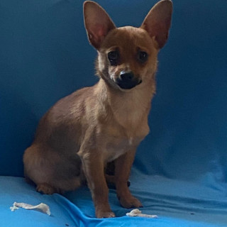 VALENTÍN | Raza Chihuahua | Perdido