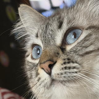 MAISHA | Raza Balinés punto tabby | Perdida