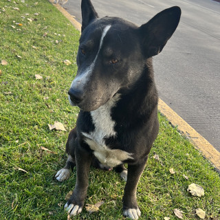  | Raza Mestizo | Encontrado