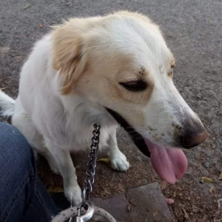 TOBY | Raza Mestizo, cruza de Husky Siberiano con Golden | Perdido