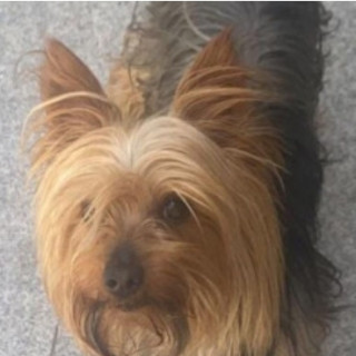 DARKY | Raza Yorkshire Terrier (Yorkie) | Final Feliz