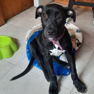 LUNA | Raza Mestiza, Cruza de American Pitbull Terrier Con Labrador | En Adopción