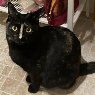 KIRA | Raza Calicó carey de Pelo corto | Perdida