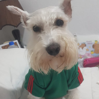 FEDERICO | Raza Schnauzer Miniatura  | Perdido