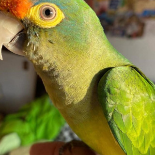 LUCA | Raza Perico Atolero o Loro de Frente Naranja | Perdido