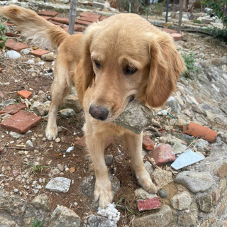 SIMBA | Raza Golden Retriever  | Final Feliz