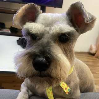 Foto de GURRUMINO