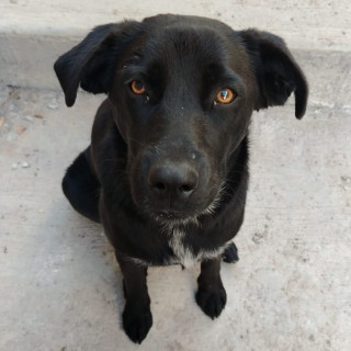 CAPULINA | Raza Mestiza, cruza de Labrador | Final Feliz