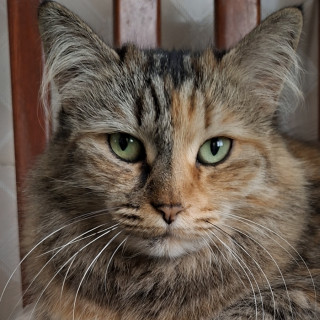 Foto de ROMINA O MIRRUS