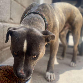 KHAL | Raza American Pitbull Terrier | Perdido