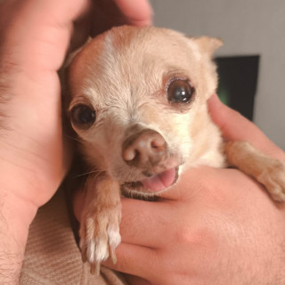 KIRA | Raza Chihuahua | Perdida