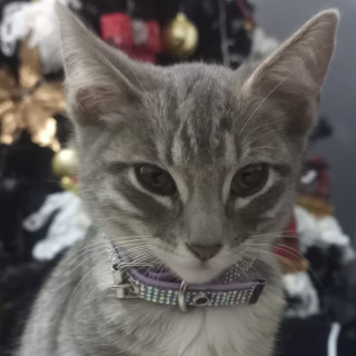 NALA | Raza Doméstico Americano de  Pelo de Alambre | Perdida