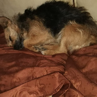 ZURI | Raza Yorkshire Terrier (Yorkie) | Perdida