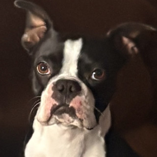 CHALINO | Raza Boston Terrier  | Perdido