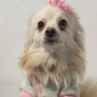 MAYA | Raza Pomerania | Perdida
