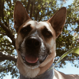 Foto de MAX