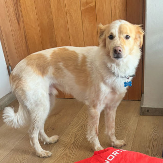 GAMBO | Raza Mestizo | Final Feliz