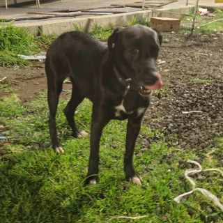  | Raza Mestiza, cruza de Labrador | Encontrada