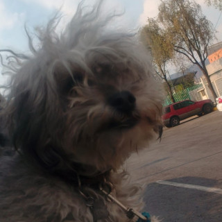 CHATA | Raza Mestiza, cruza de French Poodle con Schnauzer,  (Schnoodle) | Perdida