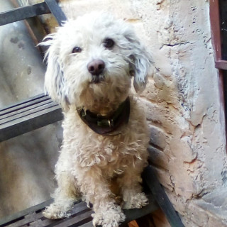 PULGAS | Raza Mestizo,  cruza de French Poodle | Perdido