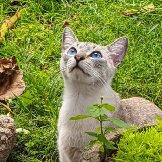BELLA | Raza Aslan o Siamés moderno, punto tabby | Perdida
