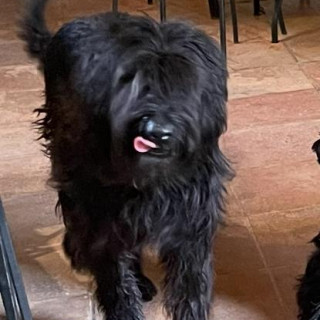 PINGO | Raza Mestizo, cruza de Schnauzer Gigante | Final Feliz