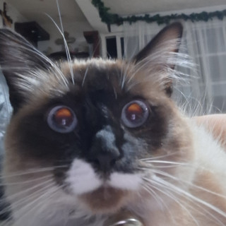 SHIRO | Raza Balinés punto foca | Perdida