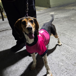  | Raza Beagle | Encontrada