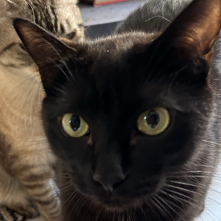 ACHIRA | Raza Bombay | Perdido