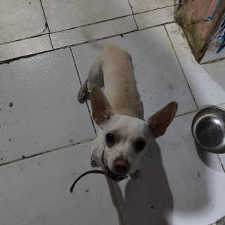 Foto de ROCKO