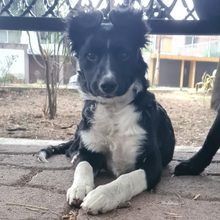 MILI | Raza Mestiza, cruza de Border Collie | En Adopción