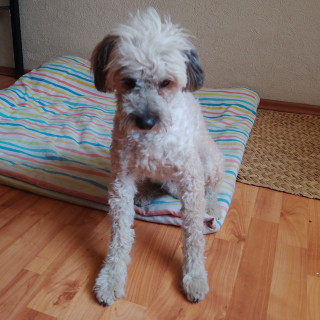  | Raza Mestizo, cruza de French Poodle con Schnauzer, (Schnoodle). | Encontrado