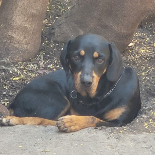 MATILDA | Raza Rottweiler | Final Feliz